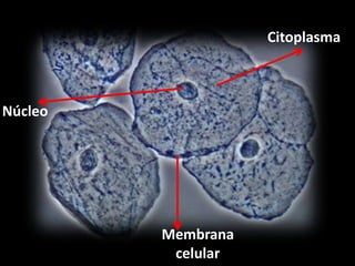 Citoplasma



Núcleo




         Membrana
          celular
 