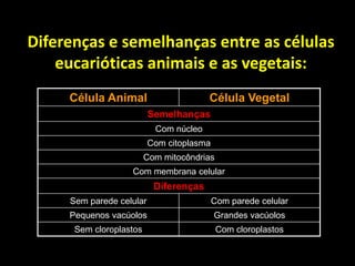 Diferenças e semelhanças entre as células
    eucarióticas animais e as vegetais:
     Célula Animal                      Célula Vegetal
                          Semelhanças
                           Com núcleo
                          Com citoplasma
                         Com mitocôndrias
                   Com membrana celular
                           Diferenças
     Sem parede celular                    Com parede celular
     Pequenos vacúolos                     Grandes vacúolos
      Sem cloroplastos                      Com cloroplastos
 