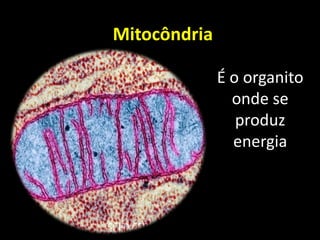 Mitocôndria

              É o organito
                onde se
                 produz
                energia
 