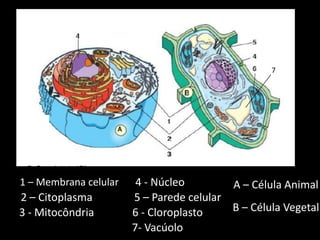7




1 – Membrana celular    4 - Núcleo        A – Célula Animal
2 – Citoplasma         5 – Parede celular
3 - Mitocôndria        6 - Cloroplasto    B – Célula Vegetal
                       7- Vacúolo
 