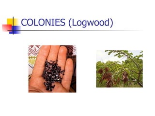 COLONIES (Logwood) 