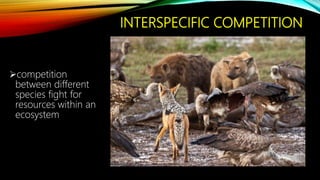 INTERSPECIFIC COMPETITION
competition
between different
species fight for
resources within an
ecosystem
 