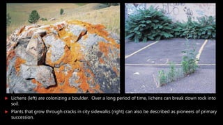  Lichens (left) are colonizing a boulder. Over a long period of time, lichens can break down rock into
soil.
 Plants that grow through cracks in city sidewalks (right) can also be described as pioneers of primary
succession.
 