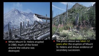  When Mount St. Helens erupted
in 1980, much of the forest
around the volcano was
destroyed.
 The photo above was taken 12
years after the eruption of Mount
St. Helens and shows evidence of
secondary succession.
 