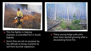  This fire fighter is helping
maintain a controlled fire in South
Dakota.
 Some fires are set on purpose by
fire officials to bring nutrients to
soil from burned vegetation.
 These young lodge pole pine
trees have started growing after a
devastating forest fire.
 