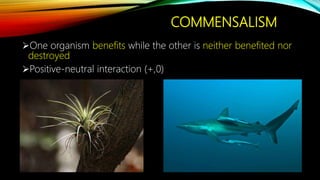 COMMENSALISM
One organism benefits while the other is neither benefited nor
destroyed
Positive-neutral interaction (+,0)
 