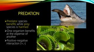 PREDATION
Predator species
benefits while prey
species is harmed
One organism benefits
at the expense of
another
Positive-negative
interaction (+,-)
 