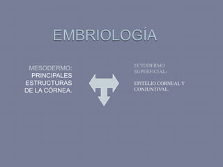 ECTODERMO
 MESODERMO:     SUPERFICIAL-
  PRINCIPALES
ESTRUCTURAS     EPITELIO CORNEAL Y
DE LA CÓRNEA.   CONJUNTIVAL.
 