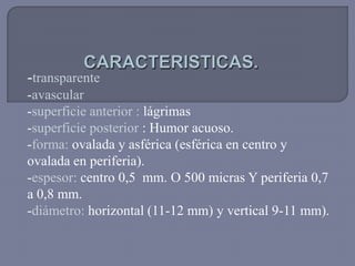 -transparente
-avascular
-superficie anterior : lágrimas
-superficie posterior : Humor acuoso.
-forma: ovalada y asférica (esférica en centro y
ovalada en periferia).
-espesor: centro 0,5 mm. O 500 micras Y periferia 0,7
a 0,8 mm.
-diámetro: horizontal (11-12 mm) y vertical 9-11 mm).
 