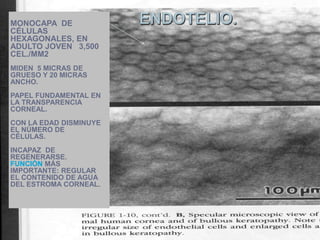 MONOCAPA DE
CÉLULAS
HEXAGONALES, EN
ADULTO JOVEN 3,500
CEL./MM2
MIDEN 5 MICRAS DE
GRUESO Y 20 MICRAS
ANCHO.
PAPEL FUNDAMENTAL EN
LA TRANSPARENCIA
CORNEAL.
CON LA EDAD DISMINUYE
EL NÚMERO DE
CÉLULAS.
INCAPAZ DE
REGENERARSE.
FUNCIÓN MÁS
IMPORTANTE: REGULAR
EL CONTENIDO DE AGUA
DEL ESTROMA CORNEAL.
 