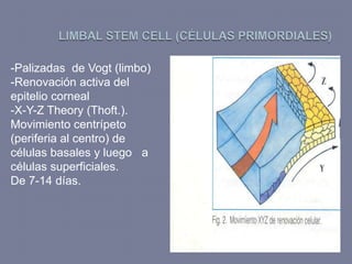 -Palizadas de Vogt (limbo)
-Renovación activa del
epitelio corneal
-X-Y-Z Theory (Thoft.).
Movimiento centrípeto
(periferia al centro) de
células basales y luego a
células superficiales.
De 7-14 días.
 