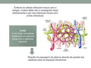 Linfa
é um fluido circulante,
constituído por plasma
sanguíneo e glóbulos
brancos
Resulta da passagem do plasma através da parede dos
capilares para os espaços intersticiais.
Embora as células efectuem trocas com o
sangue, muitas delas não o conseguem fazer
directamente e por isso efectuam trocas com
a linfa intersticial.
 