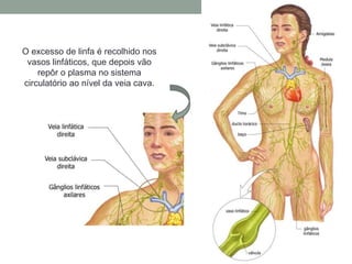 O excesso de linfa é recolhido nos
vasos linfáticos, que depois vão
repôr o plasma no sistema
circulatório ao nível da veia cava.
 