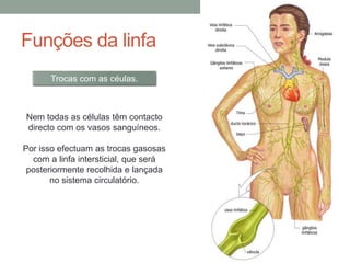Nem todas as células têm contacto
directo com os vasos sanguíneos.
Por isso efectuam as trocas gasosas
com a linfa intersticial, que será
posteriormente recolhida e lançada
no sistema circulatório.
Funções da linfa
Trocas com as céulas.
 
