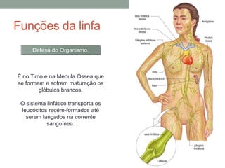 É no Timo e na Medula Óssea que
se formam e sofrem maturação os
glóbulos brancos.
O sistema linfático transporta os
leucócitos recém-formados até
serem lançados na corrente
sanguínea.
Funções da linfa
Defesa do Organismo.
 