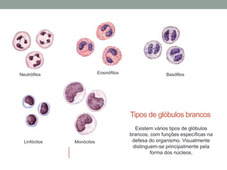 Tipos de glóbulos brancos
Neutrófilos Eosinófilos Basófilos
Linfócitos Monócitos
Existem vários tipos de glóbulos
brancos, com funções específicas na
defesa do organismo. Visualmente
distinguem-se principalmente pela
forma dos núcleos.
 