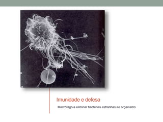 Imunidade e defesa
Macrófago a eliminar bactérias estranhas ao organismo
 