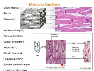 Célula irregular

Estrías

Sarcómero



Núcleo central (1-2)

Discos intercalares

Control involuntario

Automatismo

Sincitio Funcional

Regulado por SNA

Función bombear sangre.
 