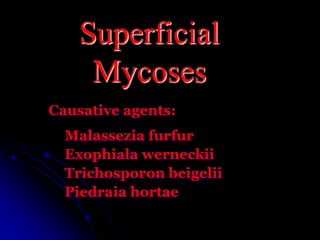 Superficial Mycoses Causative agents: Malasseziafurfur Exophialawerneckii Trichosporonbeigelii Piedraiahortae 