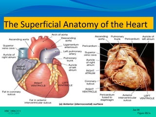 The Superficial Anatomy of the Heart




HSC 1004-3/11                   Jan 08
  •3/26/2009                        Figure •11
                                           20.3a
 