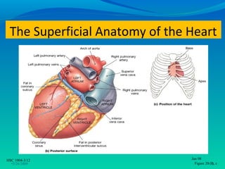The Superficial Anatomy of the Heart




HSC 1004-3/12                   Jan 08
  •3/26/2009                      Figure 20.3b, c
                                           •12
 