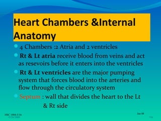 Heart Chambers &Internal
      Anatomy
      4 Chambers :2 Atria and 2 ventricles
      Rt & Lt atria receive blood from veins and act
       as resevoirs before it enters into the ventricles
      Rt & Lt ventricles are the major pumping
       system that forces blood into the arteries and
       flow through the circulatory system
      Septum : wall that divides the heart to the Lt
                & Rt side
HSC 1004-3/16                                        Jan 08
  •3/26/2009                                                  •16
 
