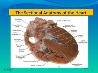 The Sectional Anatomy of the Heart




HSC 1004-3/18                                   Jan 08
  •3/26/2009                                             •18
 