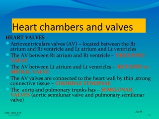 Heart chambers and valves
HEART VALVES
Atrioventriculars valves (AV) – located between the Rt
 atrium and Rt ventricle and Lt atrium and Lt ventricles
The AV between Rt atrium and Rt ventricle – TRICUSPID
 VALVE
The AV between Lt atrium and Lt ventricles – BICUSPID or
 MITRAL VALVE
The AV valves are connected to the heart wall by thin ,strong
 connective tissue – CHORDAE TENDINAE
The aorta and pulmonary trunks has – SEMILUNAR
 VALVES (aortic semilunar valve and pulmonary semilunar
 valve)

HSC 1004-3/19                                          Jan 08
  •3/26/2009                                                    •19
 