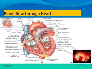 Blood flow through Heart




HSC 1004-3/28               Jan 08
  •3/26/2009                         •28
 