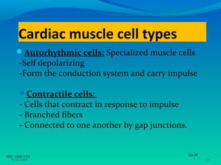 Cardiac muscle cell types
     Autorhythmic cells: Specialized muscle cells
       -Self depolarizing
       -Form the conduction system and carry impulse

       Contractile cells:
       - Cells that contract in response to impulse
       - Branched fibers
       - Connected to one another by gap junctions.


HSC 1004-3/29                                         Jan 08
  •3/26/2009                                                   •29
 