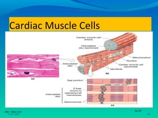 Cardiac Muscle Cells




HSC 1004-3/30             Jan 08
  •3/26/2009                       •30
 