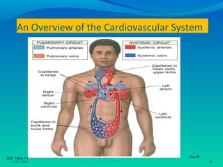 An Overview of the Cardiovascular System




HSC 1004-3/4                              Jan 08
  •3/26/2009                                       •4
 