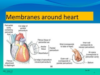 Membranes around heart




HSC 1004-3/9                Jan 08
  •3/26/2009                         •9
 