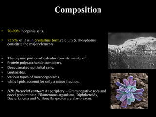 Composition
• 70-90% inorganic salts.
• 75.9% of it is in crystalline form.calcium & phosphorus
constitute the major elements.
• The organic portion of calculus consists mainly of:
• Protein-polysaccharide complexes.
• Desquamated epithelial cells.
• Leukocytes.
• Various types of microorganisms.
• while lipids account for only a minor fraction.
• NB: Bacterial content: At periphery – Gram-negative rods and
cocci predominate. Filamentous organisms, Diphtheroids,
Bacterionema and Veillonella species are also present.
 