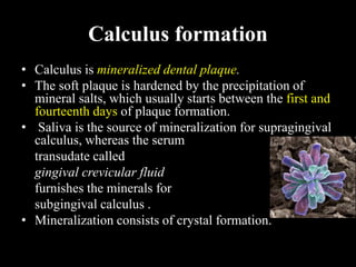 Calculus formation
• Calculus is mineralized dental plaque.
• The soft plaque is hardened by the precipitation of
mineral salts, which usually starts between the first and
fourteenth days of plaque formation.
• Saliva is the source of mineralization for supragingival
calculus, whereas the serum
transudate called
gingival crevicular fluid
furnishes the minerals for
subgingival calculus .
• Mineralization consists of crystal formation.
 