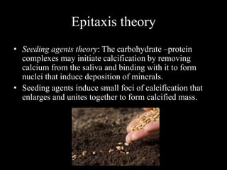Epitaxis theory
• Seeding agents theory: The carbohydrate –protein
complexes may initiate calcification by removing
calcium from the saliva and binding with it to form
nuclei that induce deposition of minerals.
• Seeding agents induce small foci of calcification that
enlarges and unites together to form calcified mass.
 