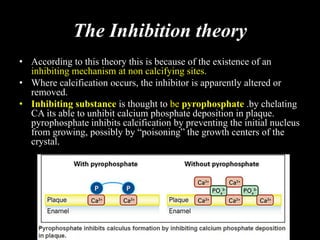 The Inhibition theory
• According to this theory this is because of the existence of an
inhibiting mechanism at non calcifying sites.
• Where calcification occurs, the inhibitor is apparently altered or
removed.
• Inhibiting substance is thought to be pyrophosphate .by chelating
CA its able to unhibit calcium phosphate deposition in plaque.
pyrophosphate inhibits calcification by preventing the initial nucleus
from growing, possibly by “poisoning” the growth centers of the
crystal.
 