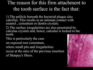 The reason for this firm attachment to
the tooth surface is the fact that:
1) The pellicle beneath the bacterial plaque also
calcifies: This results in an intimate contact with
enamel , cementum or dentin crystals.
2) The surface irregularities are also penetrated by
calculus crystals and, hence, calculus is locked to the
tooth.
This is particularly the case
on exposed root cementum,
where small pits and irregularities
occur at the sites of the previous insertion
of Sharpey's fibers.
 