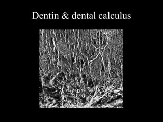 Dentin & dental calculus
 