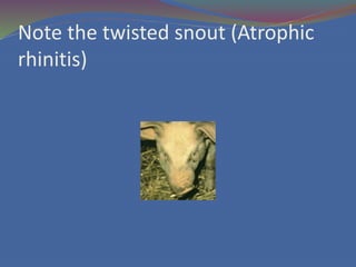 6. different kinds of swine diseases | PPTX