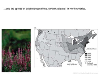 Secular Migration 6 - Dispersal and Migration.ppt