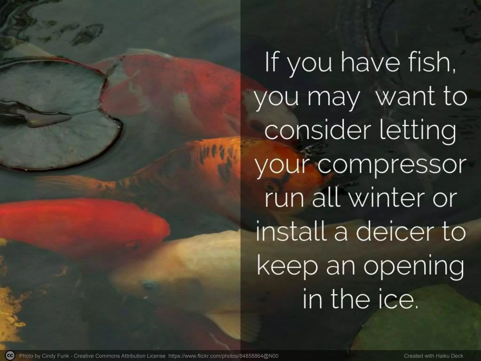 Photo by Cindy Funk - Creative Commons Attribution License https://www.flickr.com/photos/84858864@N00 Created with Haiku Deck
 