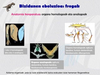 Bizidunen eboluzioa: frogak
Anatomia konparatua: organo homologoak eta analogoak
1 eta 2 homologoak
dira eta 3 analogoa.
Organo homologoak: egitura
berdina, funtzio desberdinak.
Moldaerazko dibergentzia
Organo analogoak: egitura
desberdina, funtzio berdina.
Moldaerazko konbergentzia
Aztarna organoak: jada ez dute erabilerarik baina erakusten dute harreman filogenetikoa
 