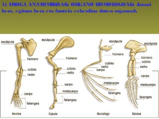 1) FROGA ANATOMIKOAK: ORGANO HOMOLOGOAK: Jatorri
bera, egitura bera eta funtzio ezberdina duten organoak
 
