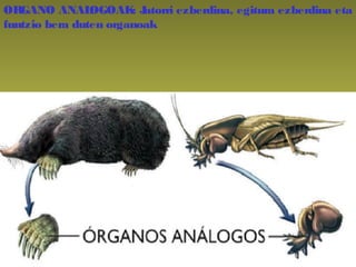 ORGANO ANALOGOAK: Jatorri ezberdina, egitura ezberdina eta
funtzio bera duten organoak
 
