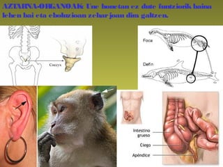 AZTARNA-ORGANOAK: Une honetan ez dute funtziorik baina
lehen bai eta eboluzioan zeharjoan dira galtzen.
 