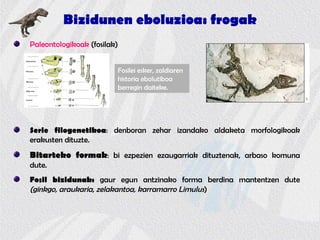Bizidunen eboluzioa: frogak
Paleontologikoak (fosilak)
Serie filogenetikoa: denboran zehar izandako aldaketa morfologikoak
erakusten dituzte.
Bitarteko formak: bi ezpezien ezaugarriak dituztenak, arbaso komuna
dute.
Fosil bizidunak: gaur egun antzinako forma berdina mantentzen dute
(ginkgo, araukaria, zelakantoa, karramarro Limulus)
Fosilei esker, zaldiaren
historia ebolutiboa
berregin daiteke.
 