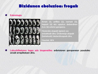 Bizidunen eboluzioa: frogak
Enbriologia
Laburbilketaren legea edo biogenetika: enbrioiaren garapenean pasatako
aroak errepikatzen dira.
Arrain (1), anfibio (2), narrasti (3),
hegazti (4) eta ugaztun desberdinen
(5,6,7,8) enbrioi garapena.
Hasierako etapak (goian) oso
antzekoak dira. Ondorengo etapak
(behekoak) desberdinagoak dira.
Haeckel. 1874
 