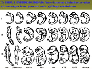 3) FROGA ENBRIOLOGIKOAK: Antzekotasun ebolutiboa zenbat
eta estuagoa izan, gero eta antz. gehiago enbrioietan
 