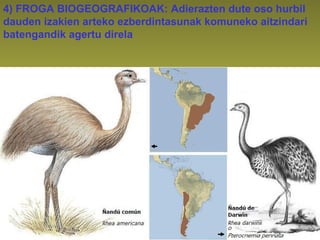 4) FROGA BIOGEOGRAFIKOAK: Adierazten dute oso hurbil
dauden izakien arteko ezberdintasunak komuneko aitzindari
batengandik agertu direla
 